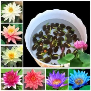 Lotus