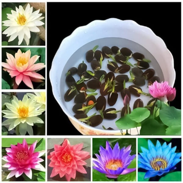Lotus