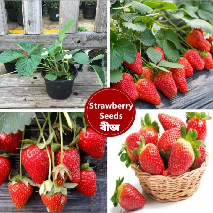 2 Packet Strawberry Seed 600